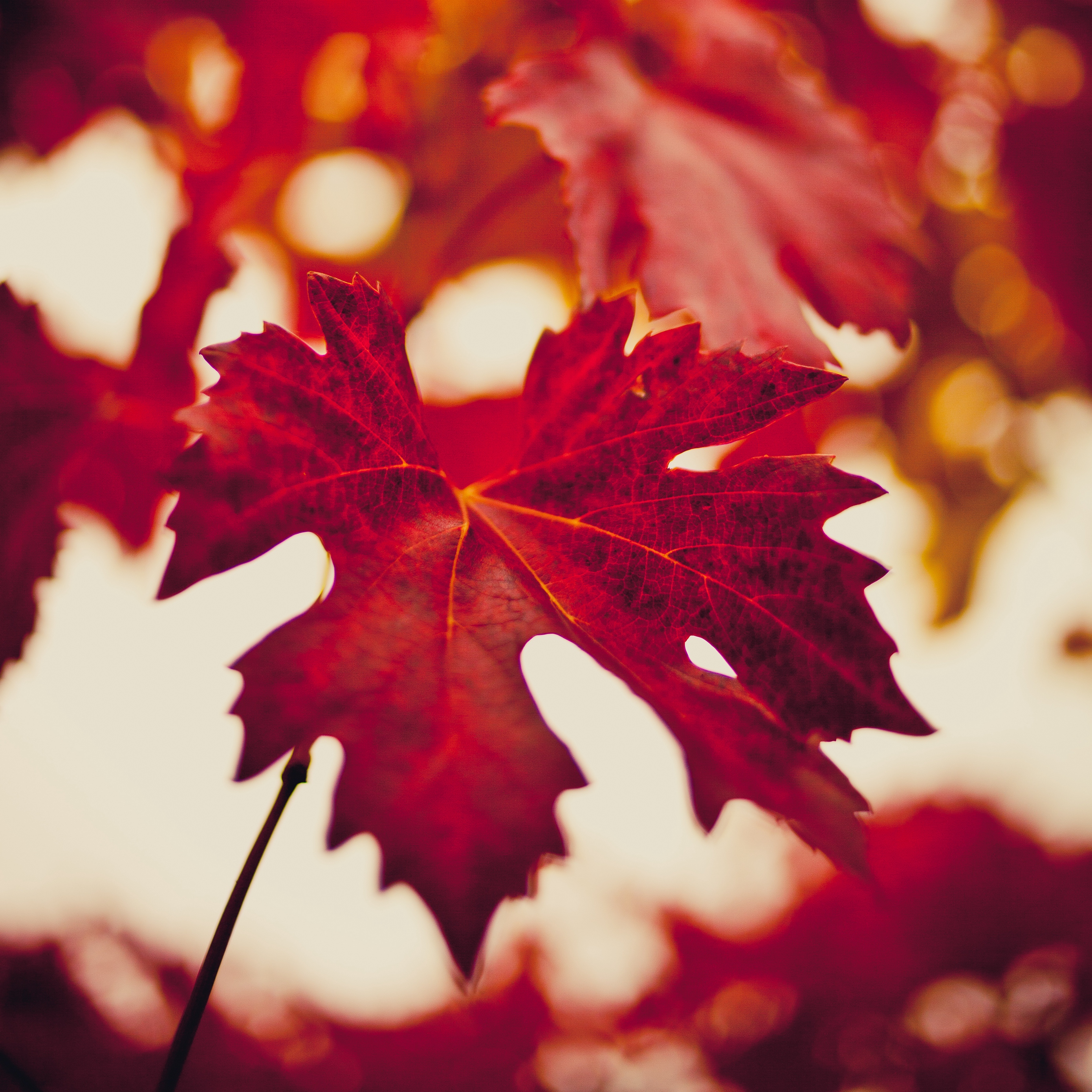 Wallpaper Maple Leaf, Autumn, Blur, Red - Aur Bardasht Nahi Hota , HD Wallpaper & Backgrounds