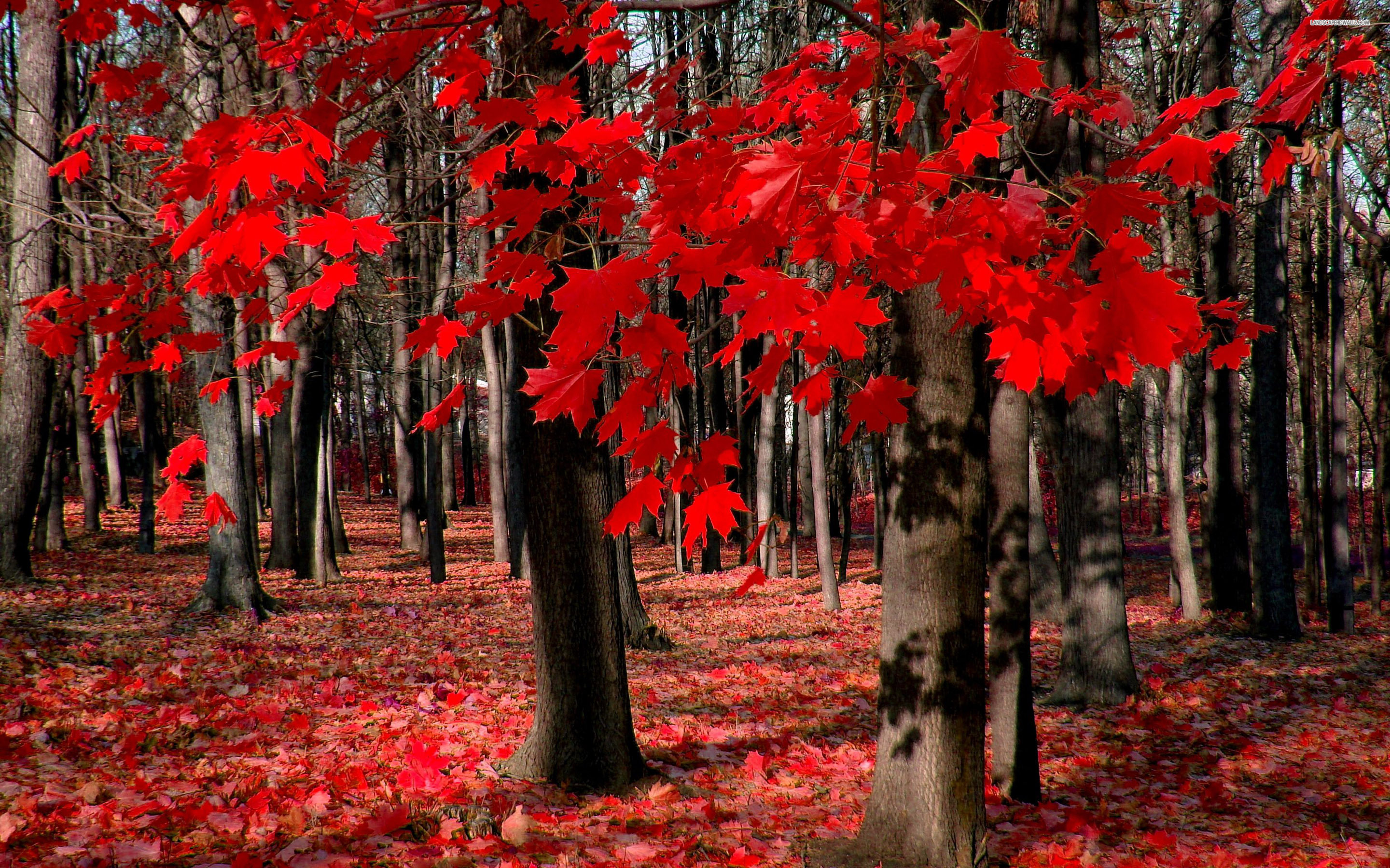 Maple Tree Wallpaper Hd - Beautiful Pictures Of Country Canada , HD Wallpaper & Backgrounds