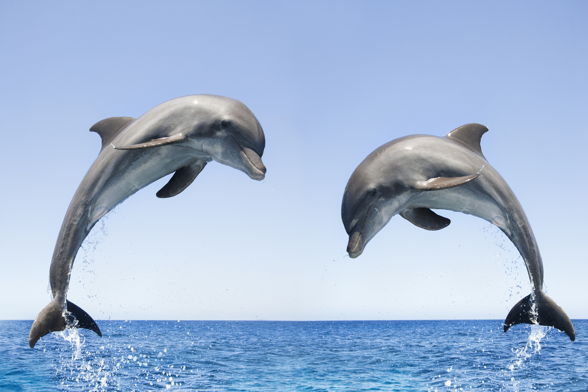 Spinner Dolphin Best Wallpaper - Dolphin Jumping , HD Wallpaper & Backgrounds
