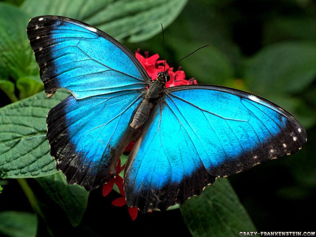 Wallpaper - Beautiful Butterfly Images Hd , HD Wallpaper & Backgrounds