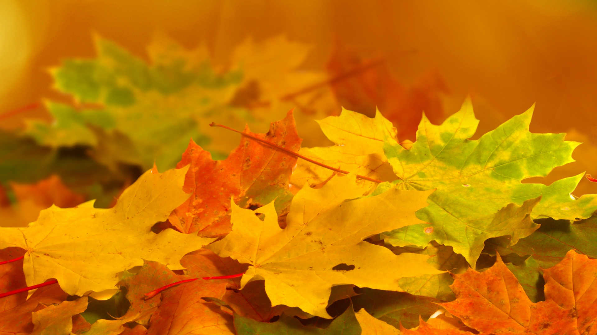Tree, Maple Leaf, Autumn, Yellow, Leaf Wallpaper In - Podzim Listy , HD Wallpaper & Backgrounds