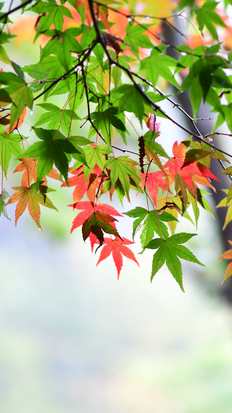 Maple Leaf, Leaves, Spring, Wallpaper - Maple Leaf , HD Wallpaper & Backgrounds