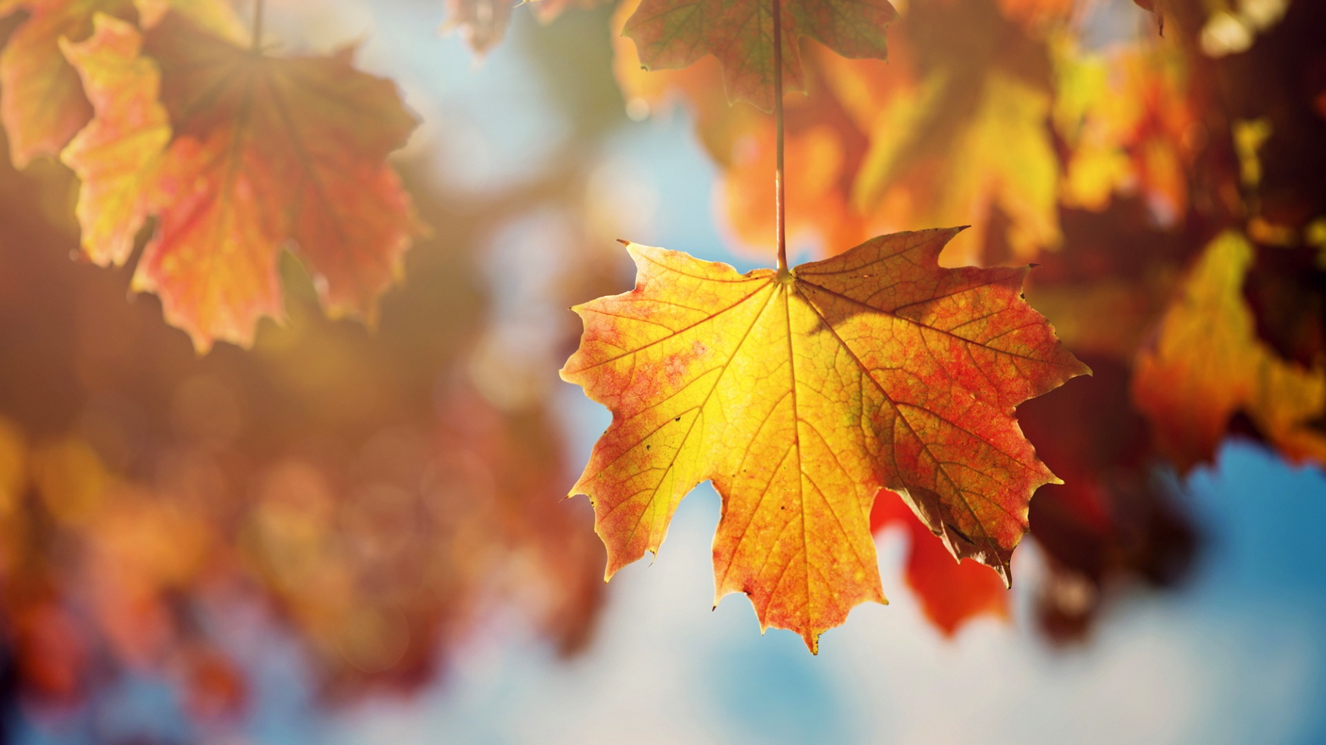 Maple Leaves Wallpapers - Autumn , HD Wallpaper & Backgrounds