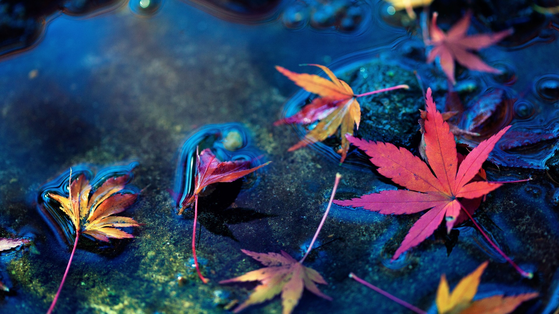 Autumn, Water, Maple Leaves - Beautiful Live Wallpaper Hd , HD Wallpaper & Backgrounds