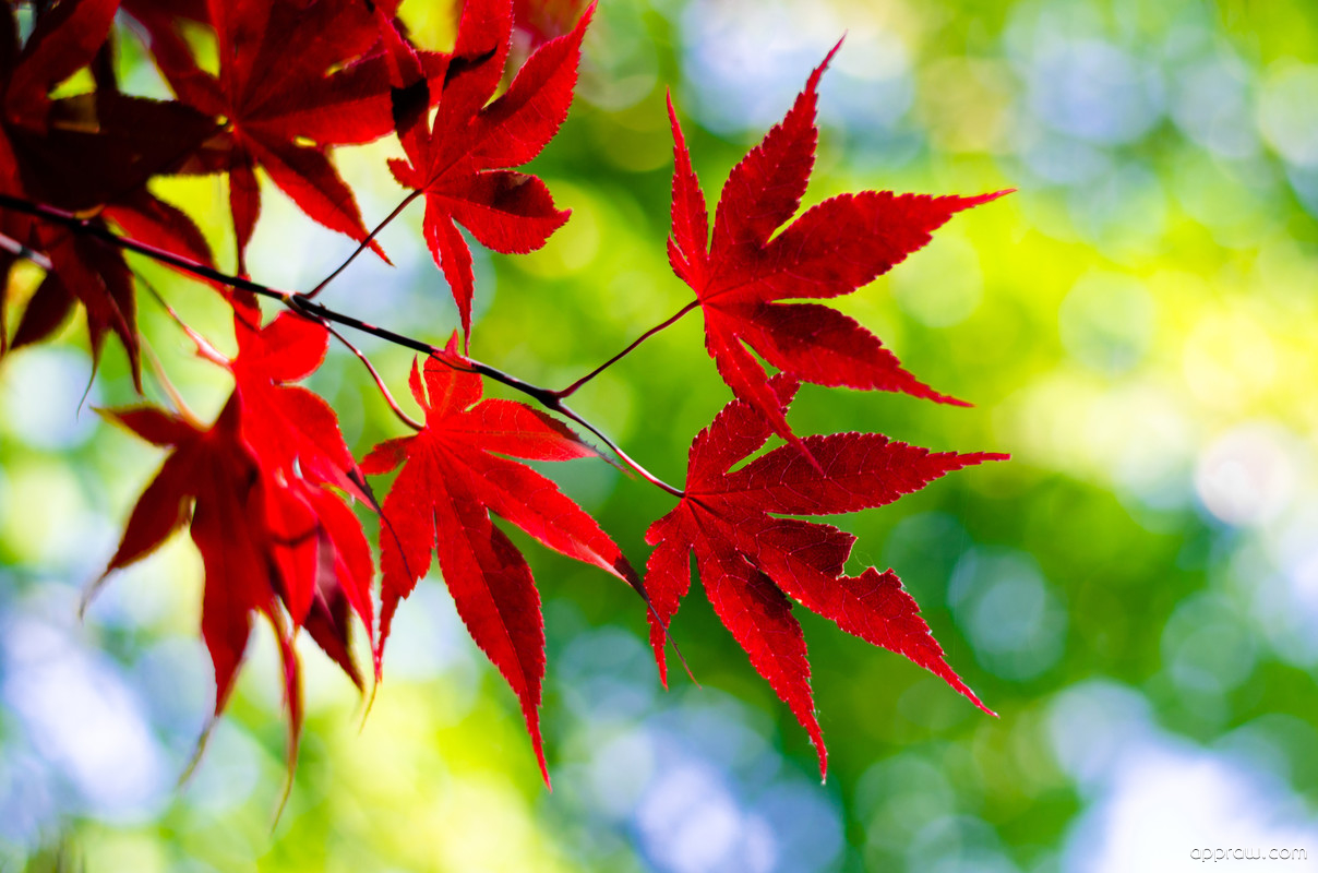 Japanese Maple Leaf - Hình Nền Lá Phong Đỏ , HD Wallpaper & Backgrounds