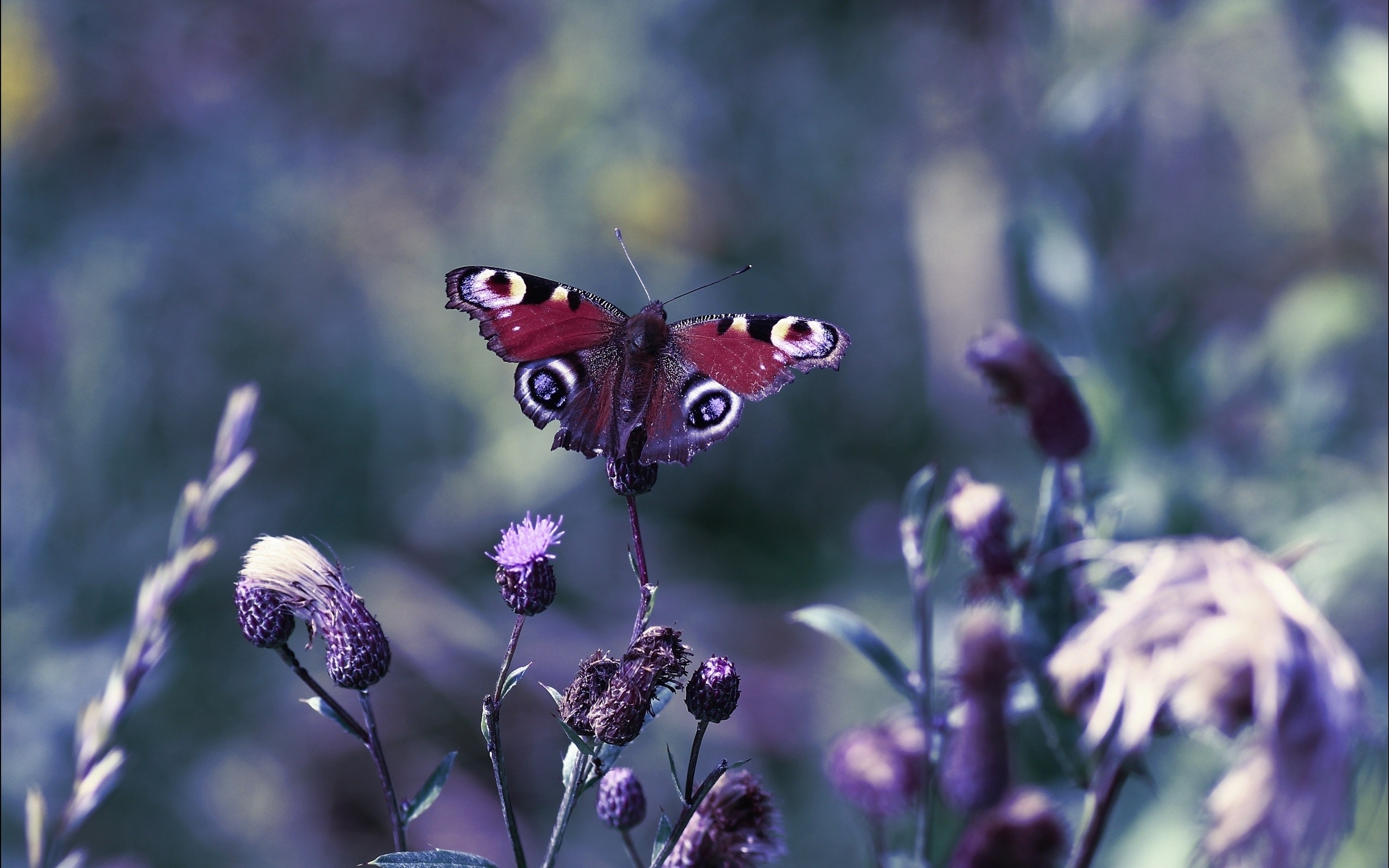 Purple, Butterfly, Insect, Brush-footed Butterfly, - Field Of Purple Butterflies , HD Wallpaper & Backgrounds