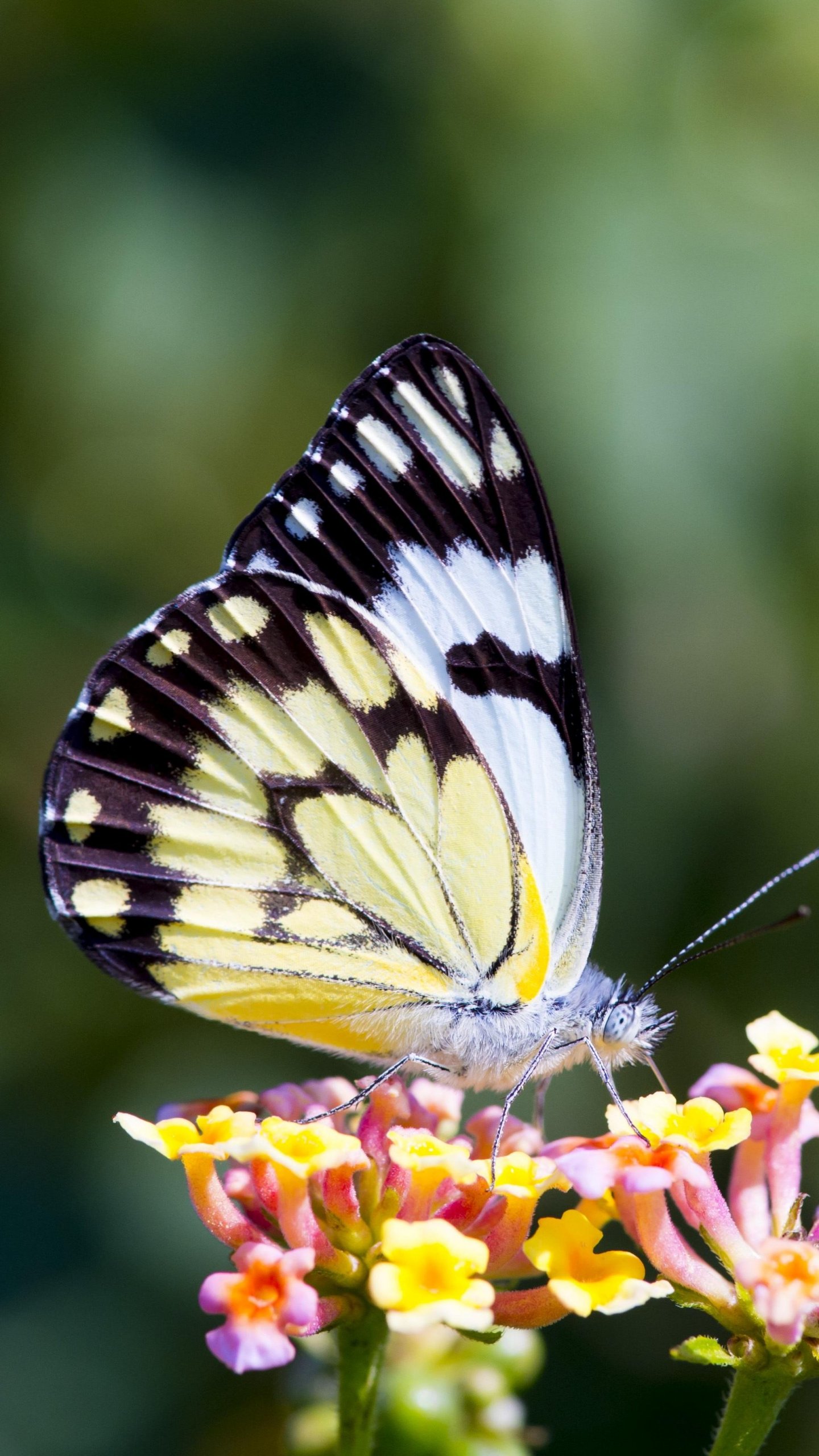 Butterfly On Flower - Full Screen Flower Wallpaper For Mobile , HD Wallpaper & Backgrounds