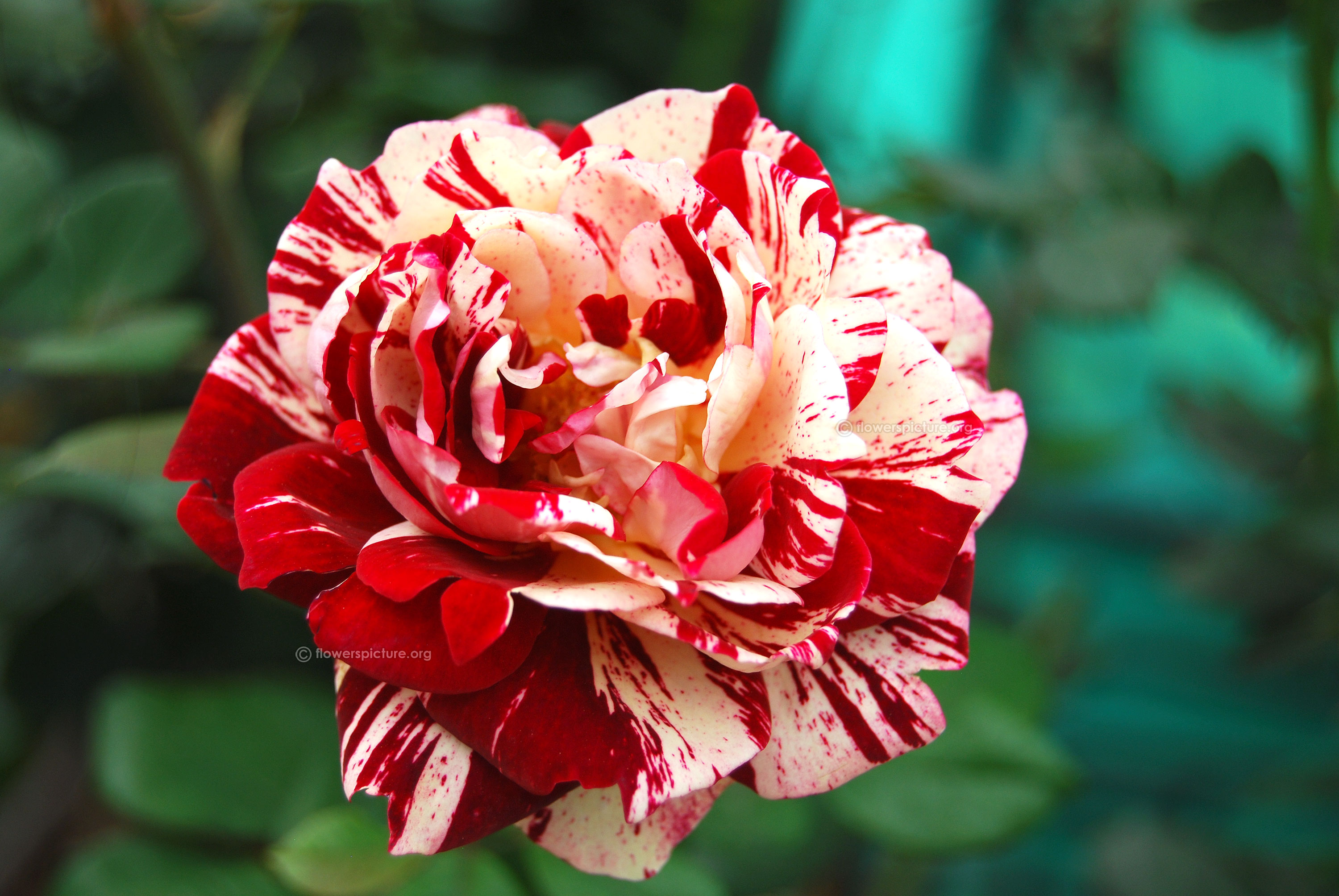 Red With White Striped Rock And Roll Rose - Types Of Roses In India , HD Wallpaper & Backgrounds