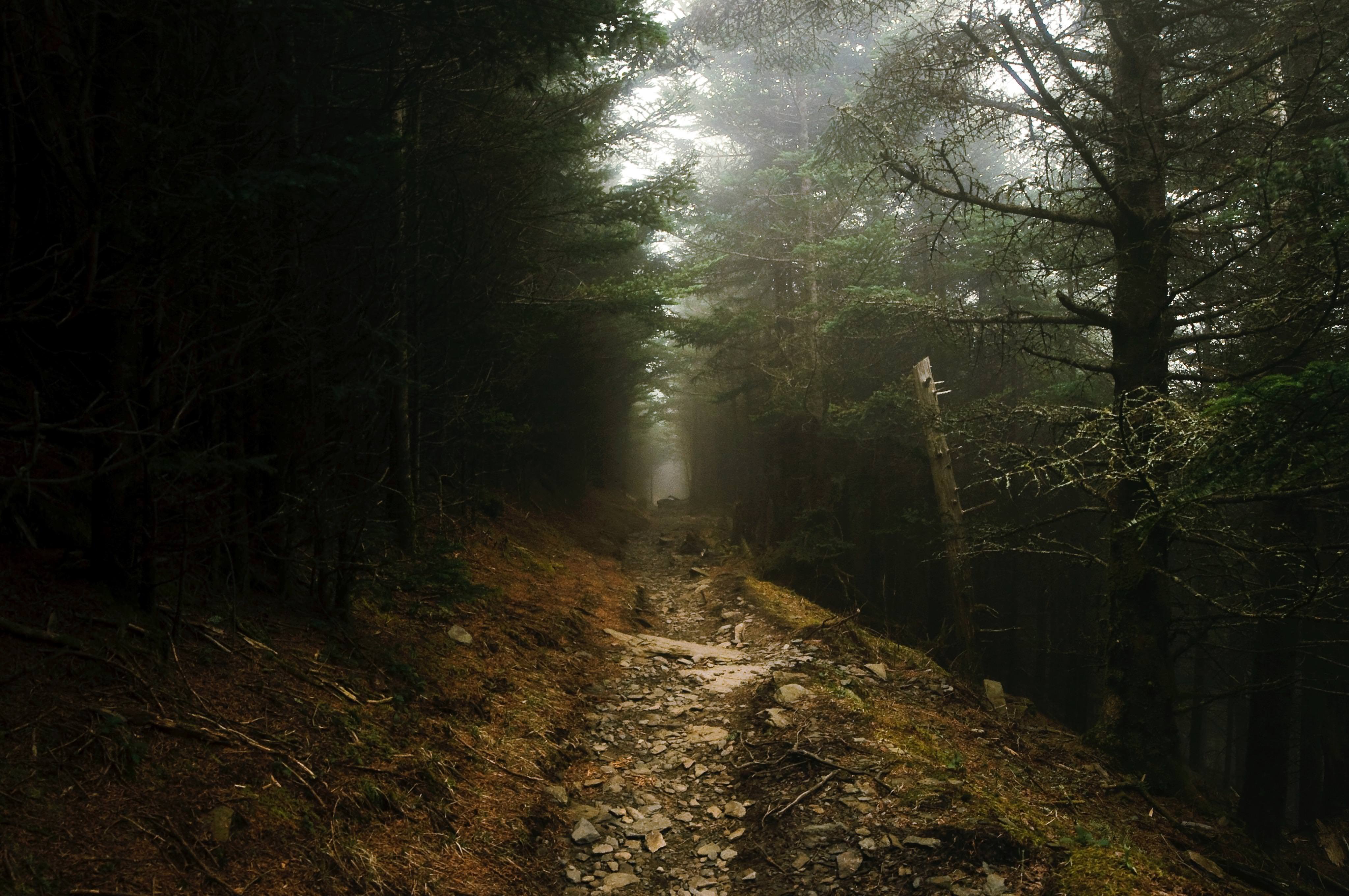 Lonely Hiking Trail In The Fog Wallpaper - Great Smoky Mountains National Park Aliens , HD Wallpaper & Backgrounds