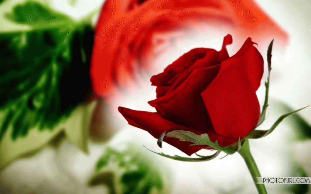 Beautiful Free Original Flower Desktop Wallpaper Tropical - Rose Flowers Wallpaper Desktop , HD Wallpaper & Backgrounds