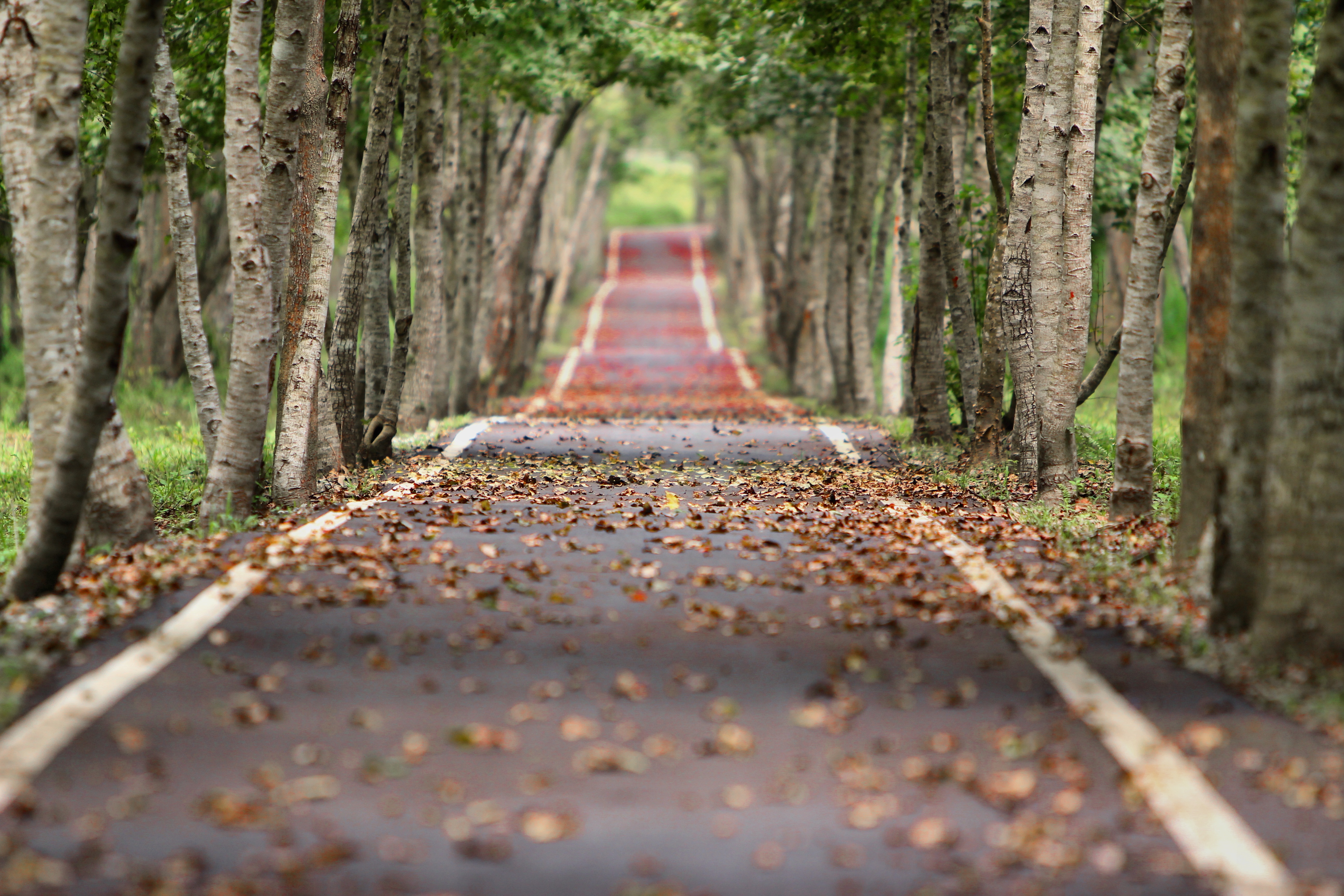 Pixabay - Dry Leaves On Road , HD Wallpaper & Backgrounds