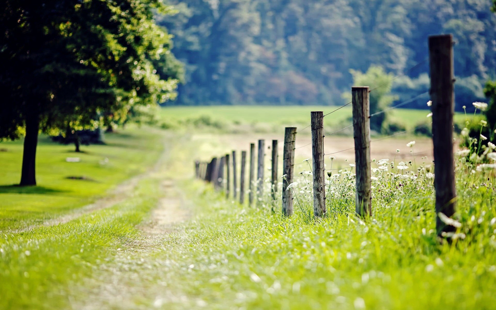 Nature Fence Fencing Meadow Grass Green Tree Foliage - Hd Background Image Nature , HD Wallpaper & Backgrounds