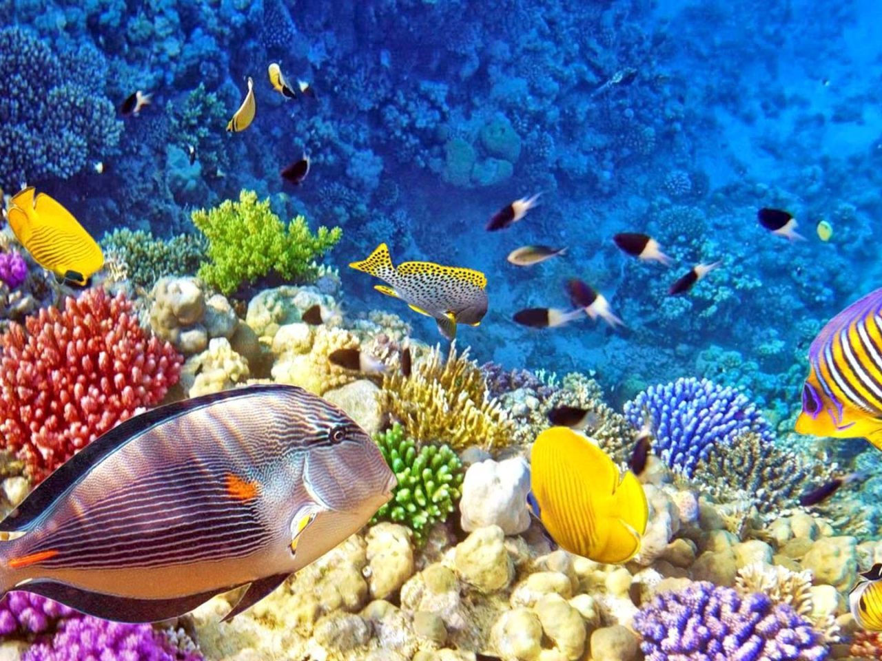 Hd Wallpaper Background Image Id 541508 Source - Real Under The Sea , HD Wallpaper & Backgrounds