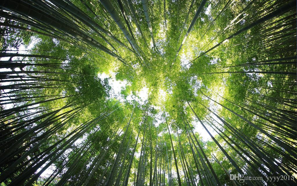 Photo Wallpaper Nature Jungle Forest Fresh Looking - Trees Are Our Friends , HD Wallpaper & Backgrounds