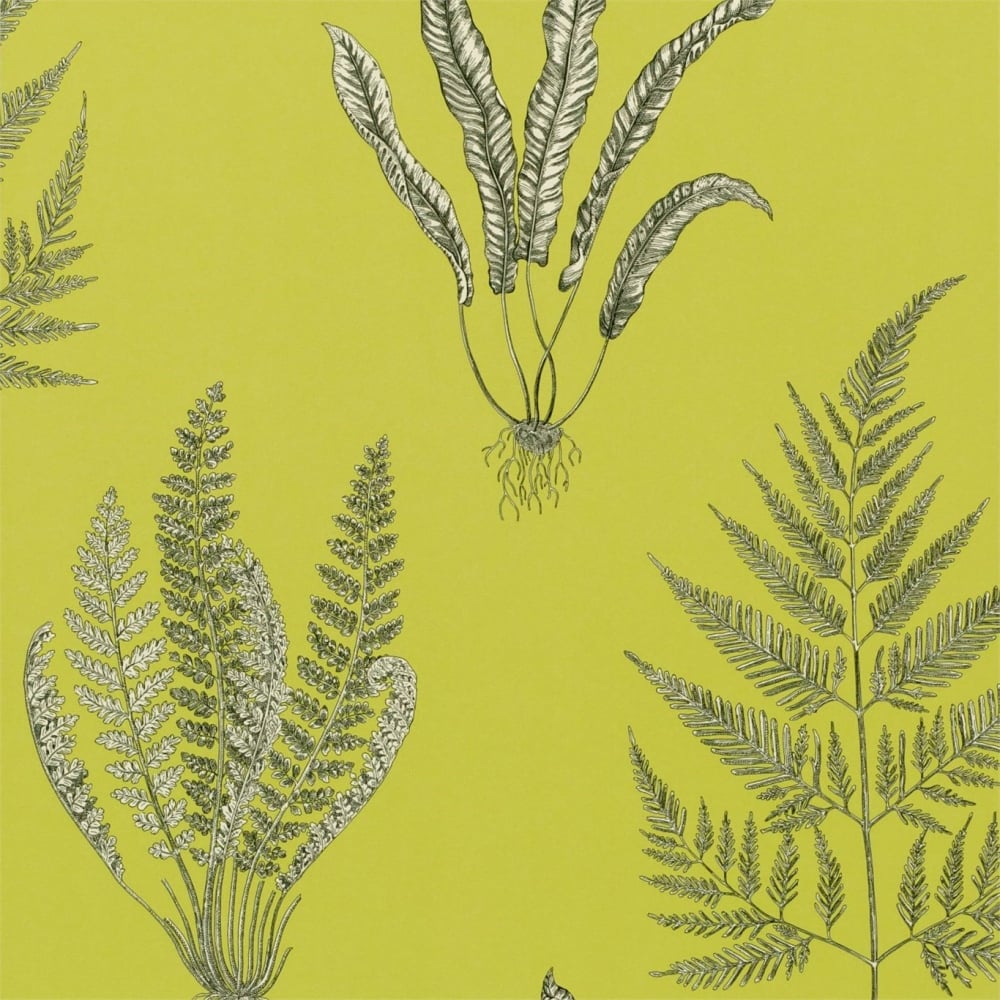 Sanderson Woodland Ferns Wallpaper - Woodland Fern By Sanderson Uk , HD Wallpaper & Backgrounds