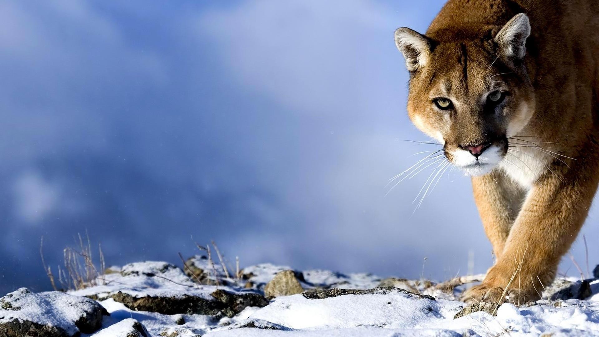Wallpaper Puma, Snow, Hunting, Trick, Big Cat, Predator - Mountain Lion , HD Wallpaper & Backgrounds