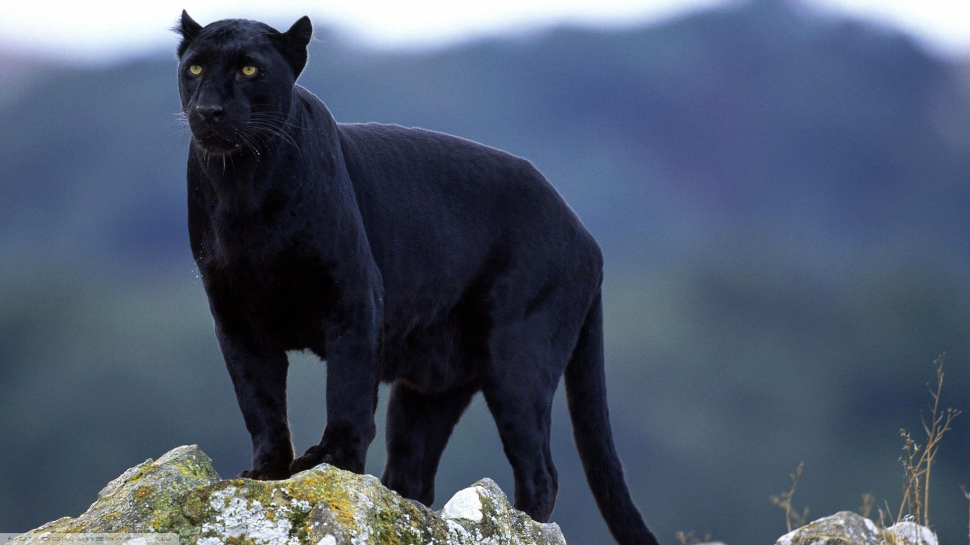 Download <== - Black Panther Animal Hd , HD Wallpaper & Backgrounds