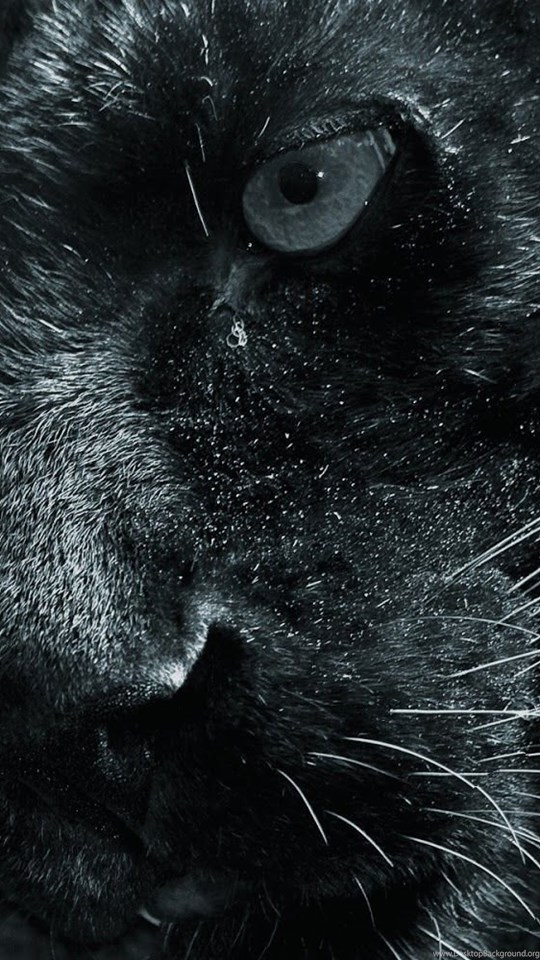 Puma Wallpaper Hd - Black Panthers Hd , HD Wallpaper & Backgrounds