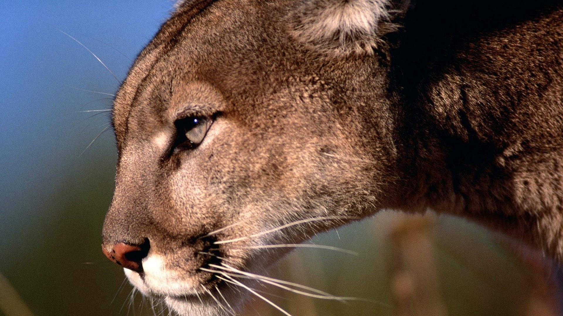 Coolest Puma Cat Wallpaper Hd - Mountain Lion Hd , HD Wallpaper & Backgrounds