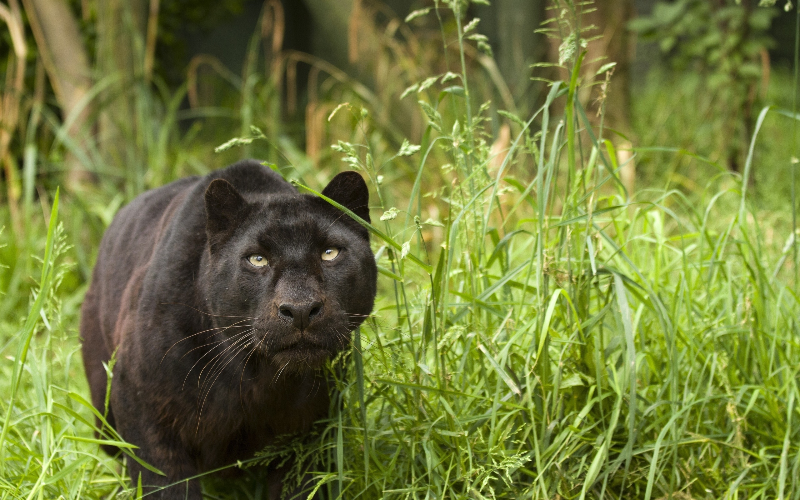 Black Puma Wallpaper - Black Panther Hunting At Night , HD Wallpaper & Backgrounds