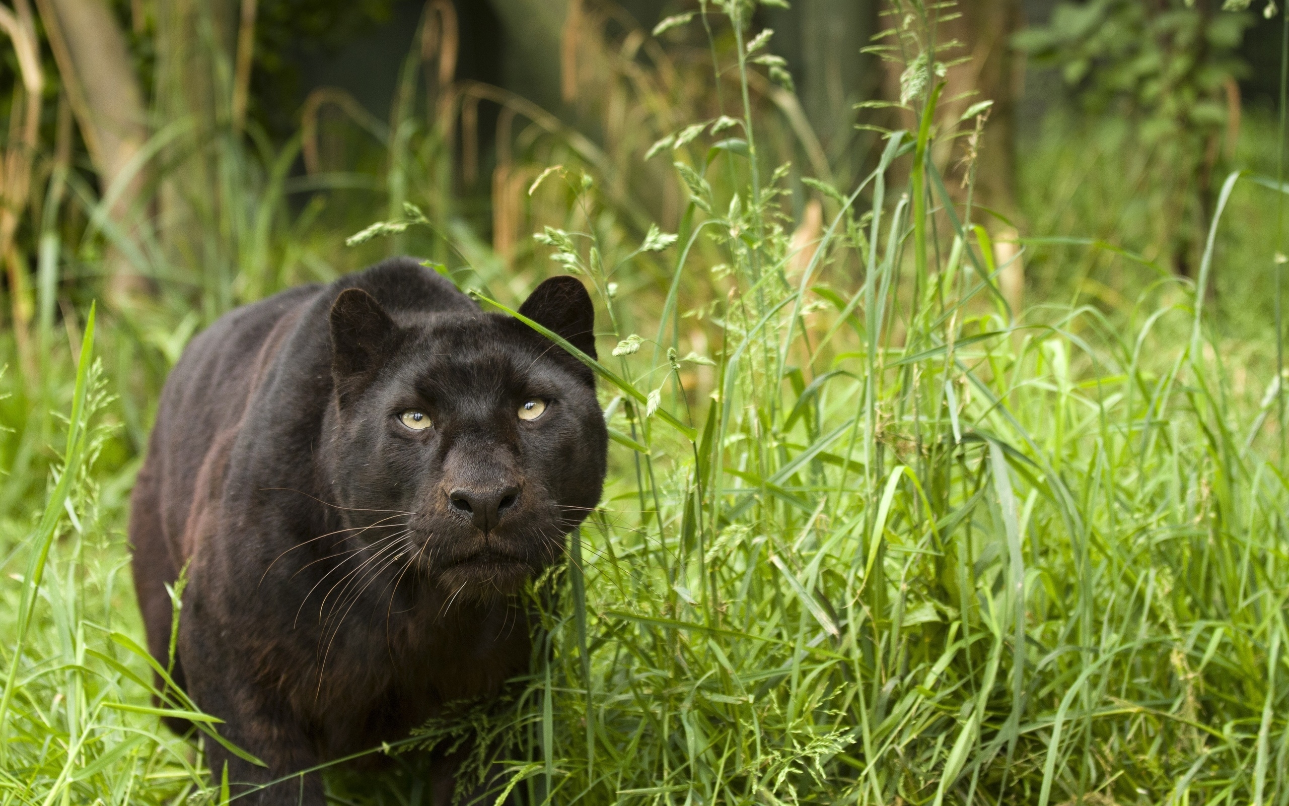Black deals puma hunting