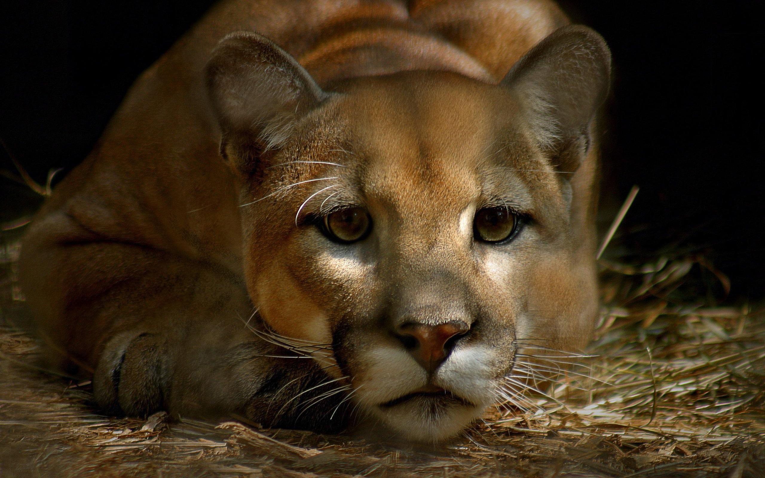 Cute Puma Animals Desktop Hd Iphone Ipad Wallpapers , HD Wallpaper & Backgrounds