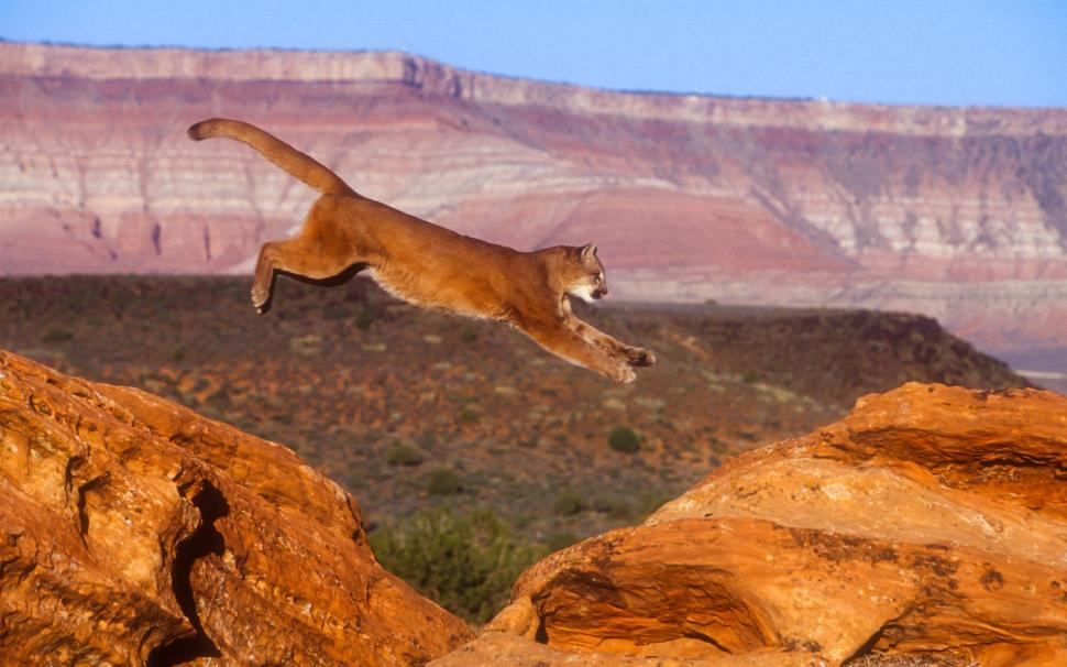 Puma, Cougar, Mountain Lion, Jump Wallpaper - Mountain Lion Jumping , HD Wallpaper & Backgrounds