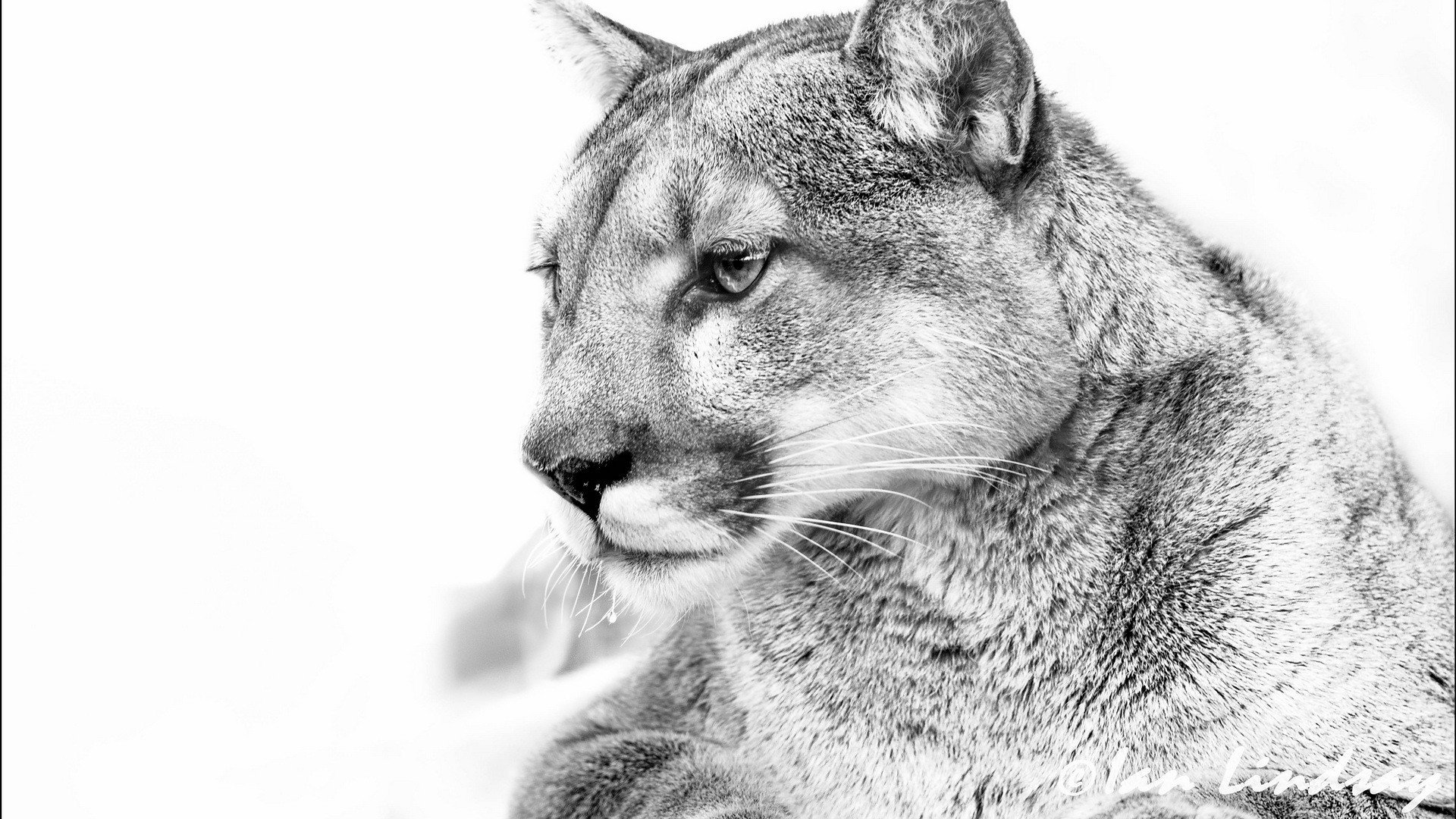 Cougar Cougar Cougar Awesome Photos Wallpaper Wpt7403318 - Hd Cougar , HD Wallpaper & Backgrounds