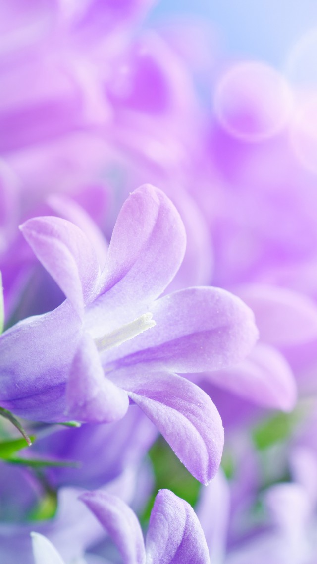 Morning Glory, 5k, 4k Wallpaper, 8k, Purple, Flowers, - Purple Flowers Powerpoint Background , HD Wallpaper & Backgrounds