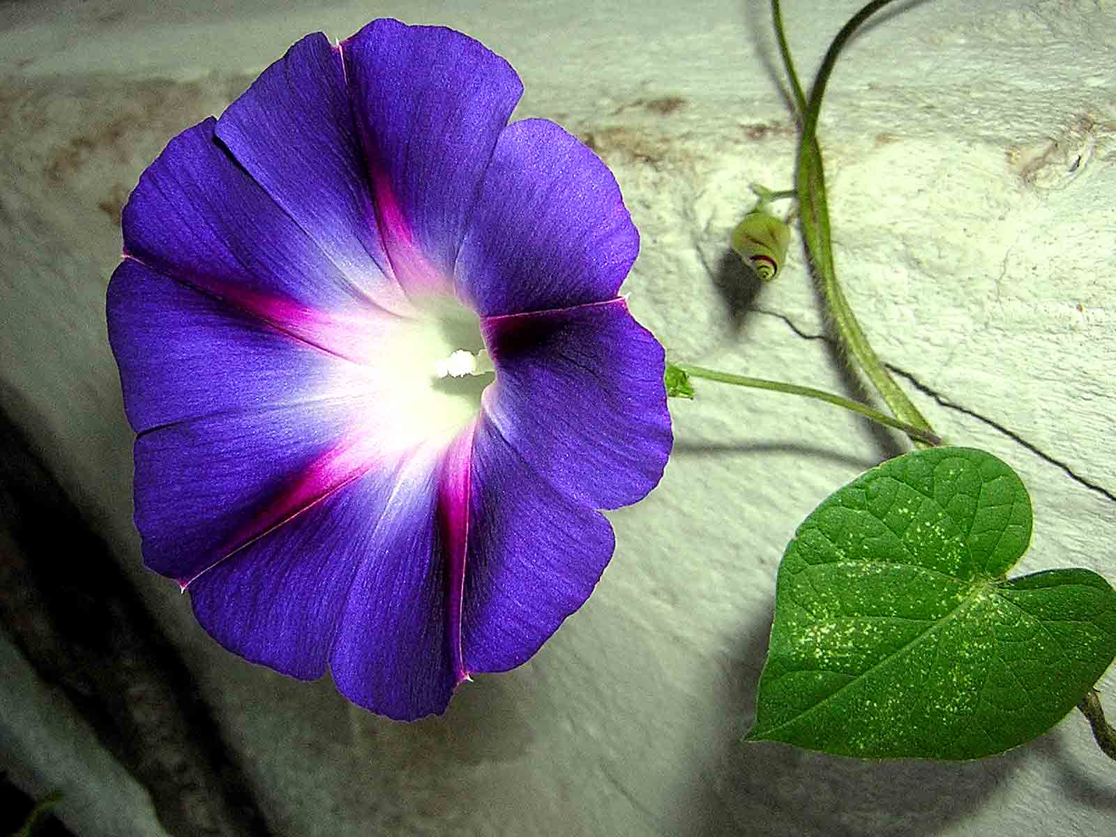 Morning Glory Wallpapers - Morning Glory September Flowers , HD Wallpaper & Backgrounds