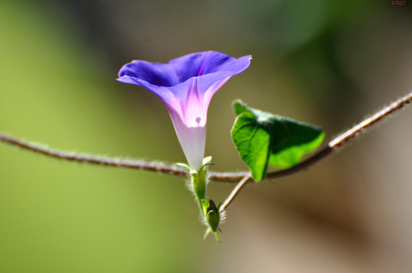 Morning Glory , HD Wallpaper & Backgrounds