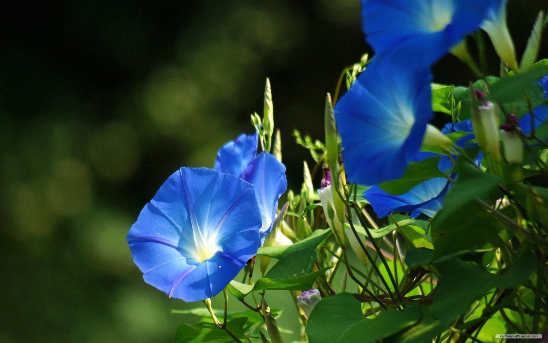 Free Flower Wallpaper - Morning Glory , HD Wallpaper & Backgrounds