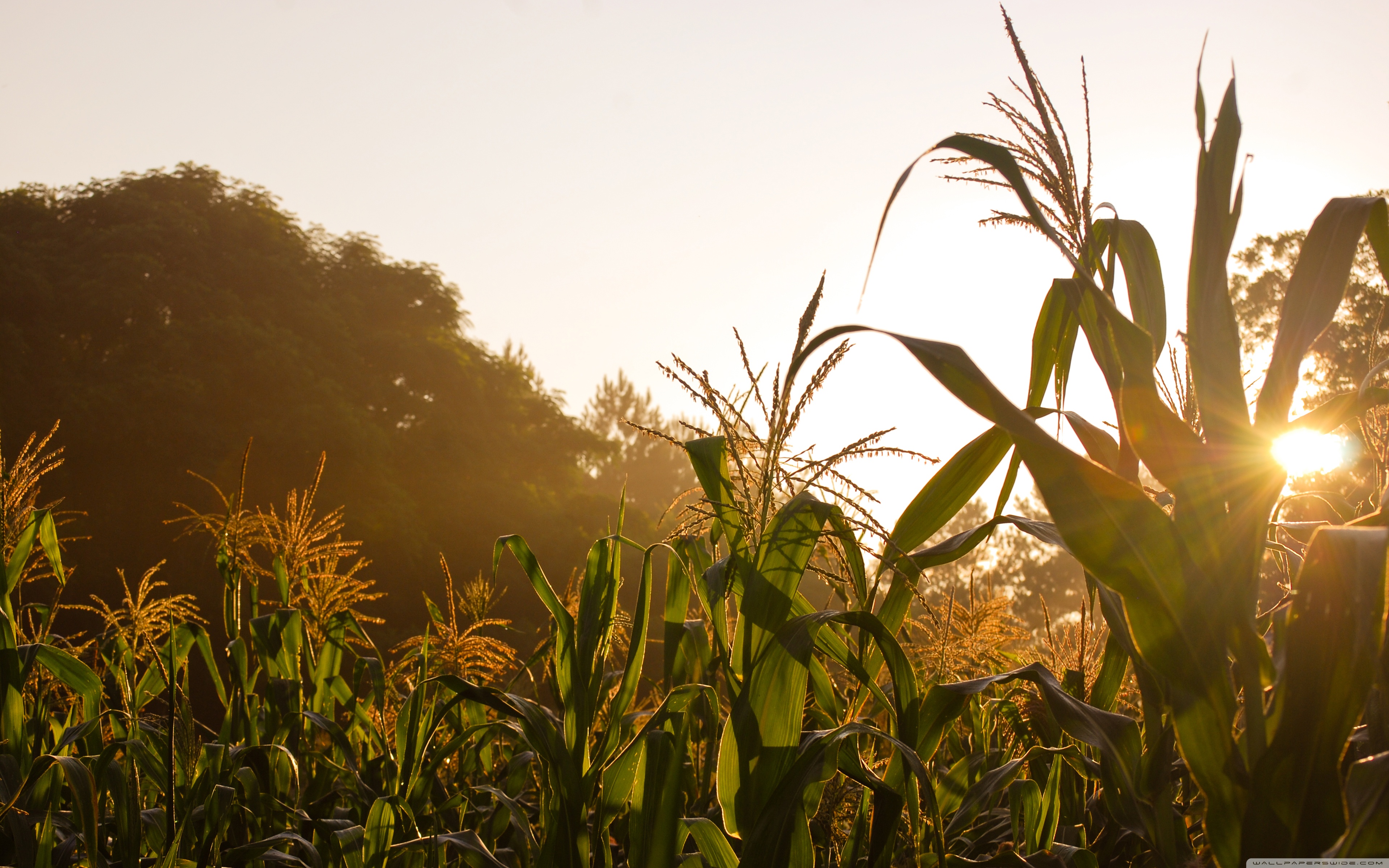 Cornfield Wallpaper - Hd Pictures Of Corn , HD Wallpaper & Backgrounds
