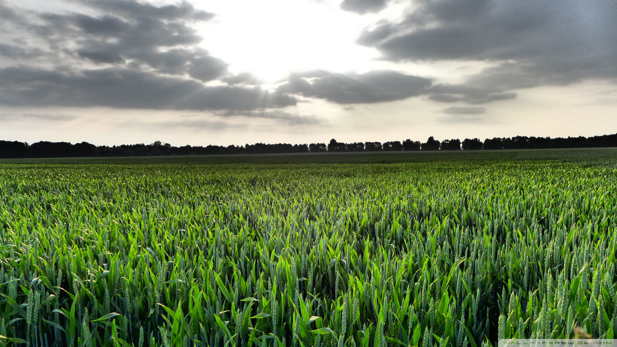 Cornfield Wallpaper - Corn Field Wallpaper Hd , HD Wallpaper & Backgrounds