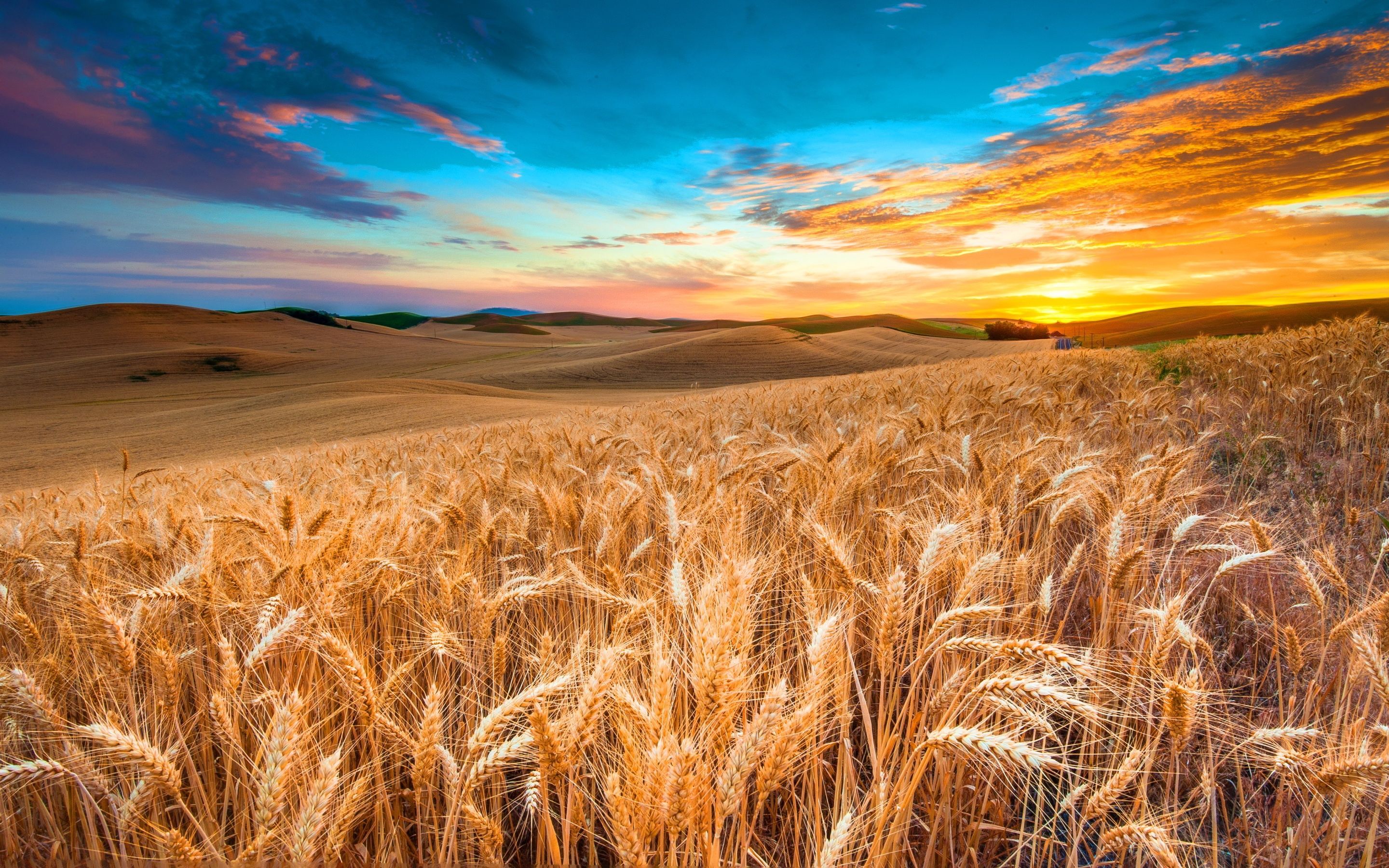 Corn Field Wallpapers - Corn Fields (#1605460) - HD Wallpaper
