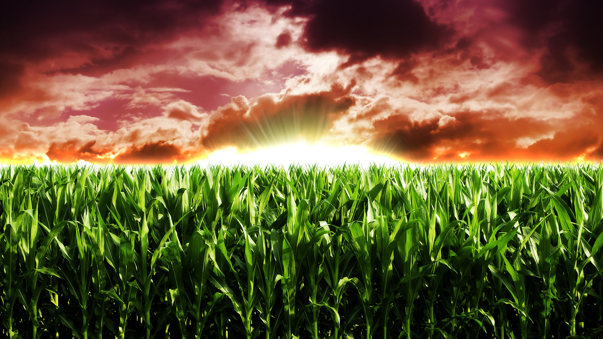 Green Corn Field Wallpaper , HD Wallpaper & Backgrounds