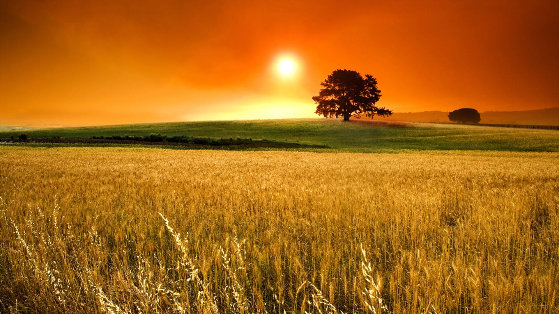 Corn Field - Day View Background Hd , HD Wallpaper & Backgrounds