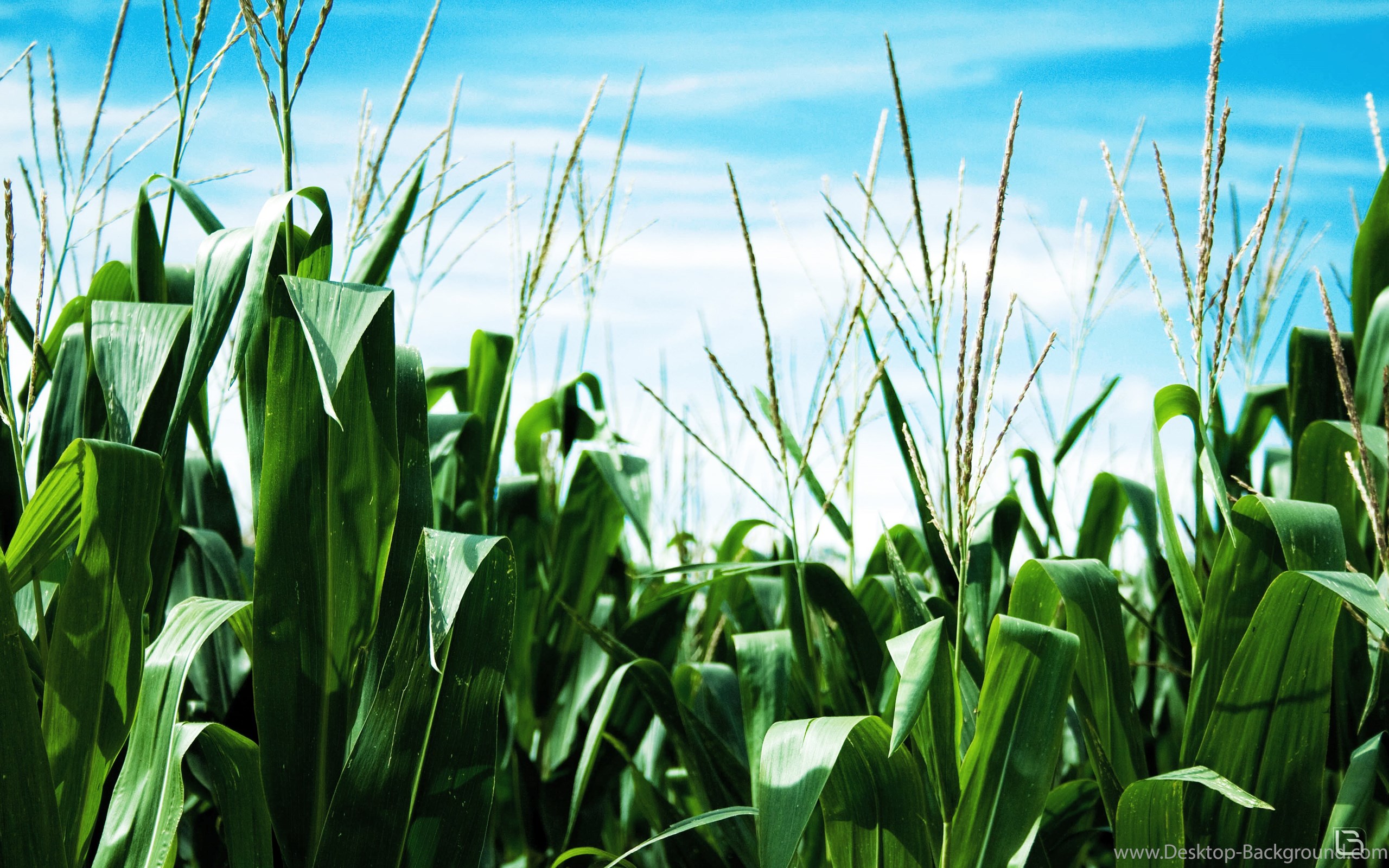Widescreen - Corn Field , HD Wallpaper & Backgrounds