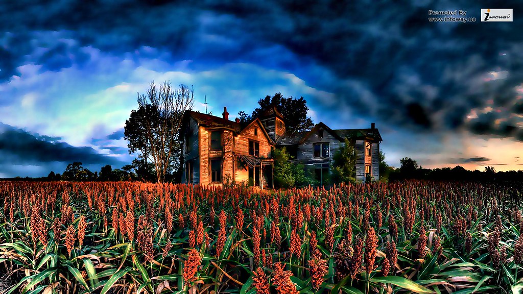 Corn Field Wallpaper - Abandoned House , HD Wallpaper & Backgrounds