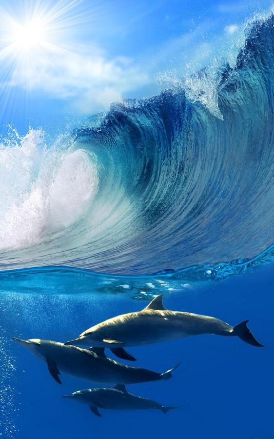 Dolphins Live Wallpaper For Android - Fondo De Pantalla De Delfines , HD Wallpaper & Backgrounds