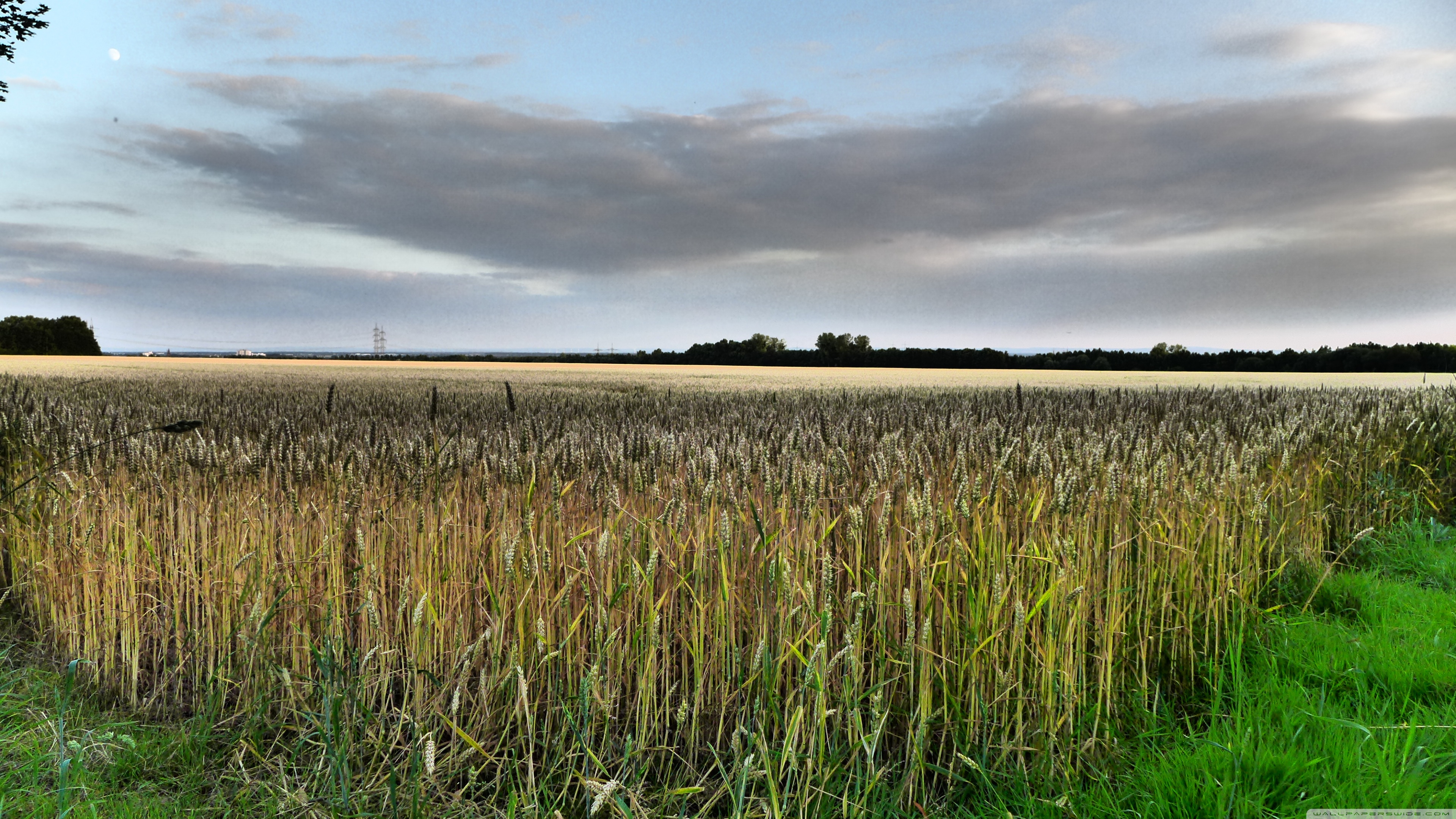 Rate This Wallpaper - Corn Field 16 9 , HD Wallpaper & Backgrounds