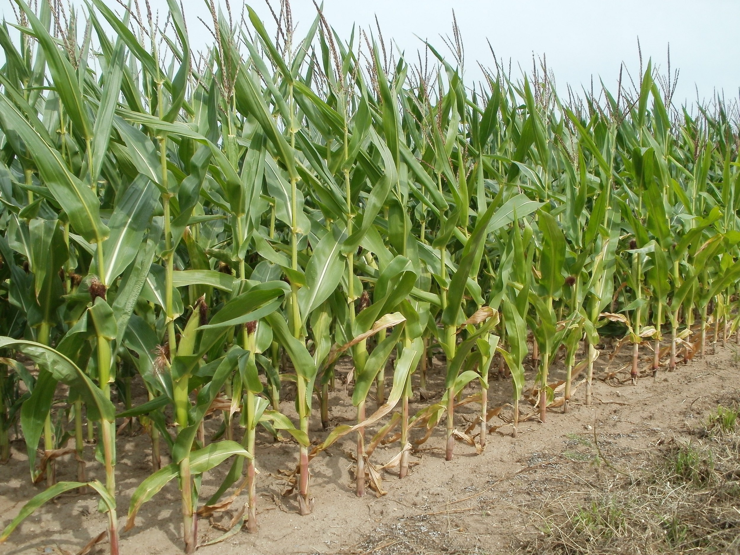 Corn Field Preview - Maize Field , HD Wallpaper & Backgrounds