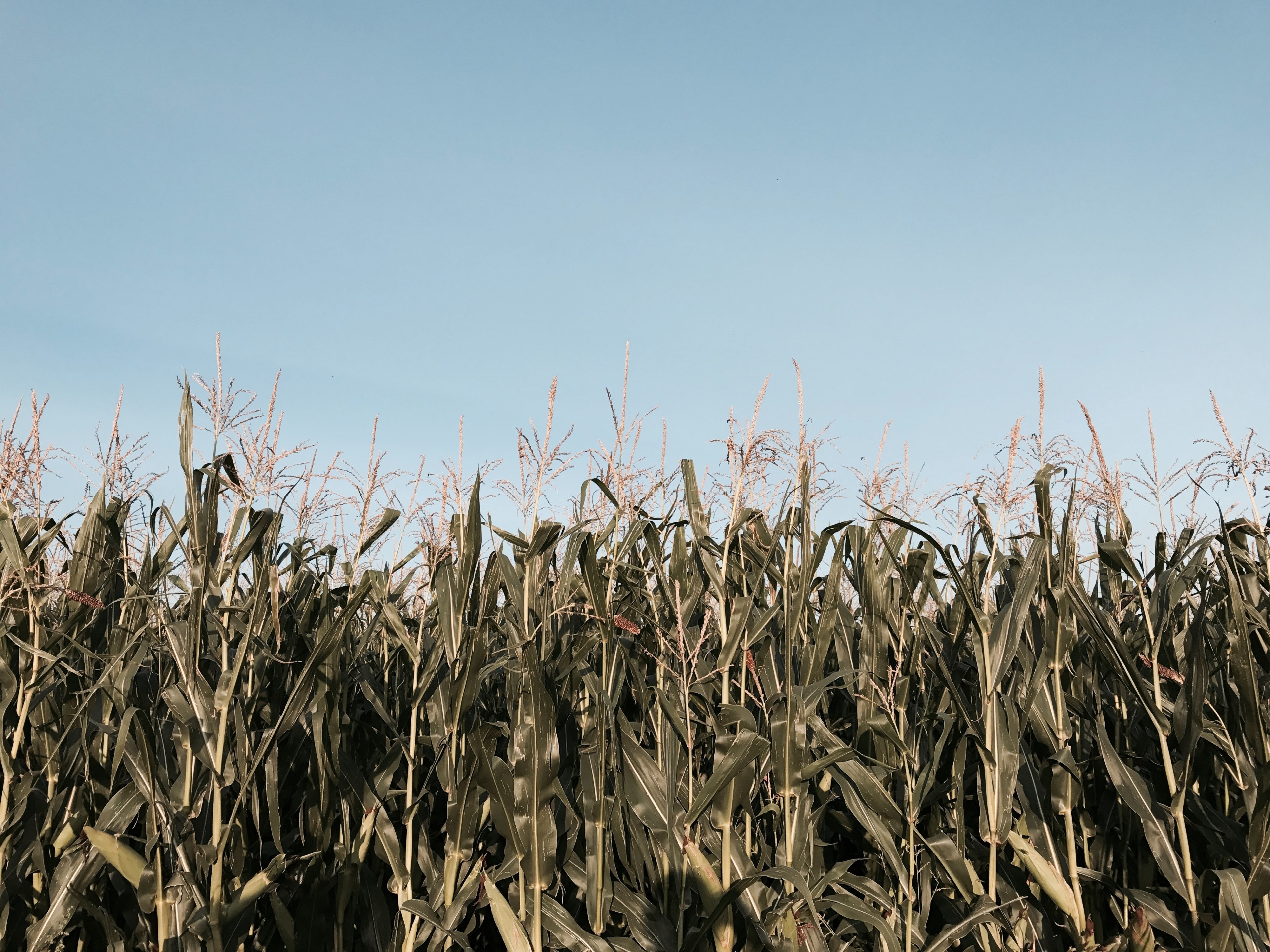 #3840x2880 Corn Field Corn Stalk Field And Corn Hd - Cornfield , HD Wallpaper & Backgrounds