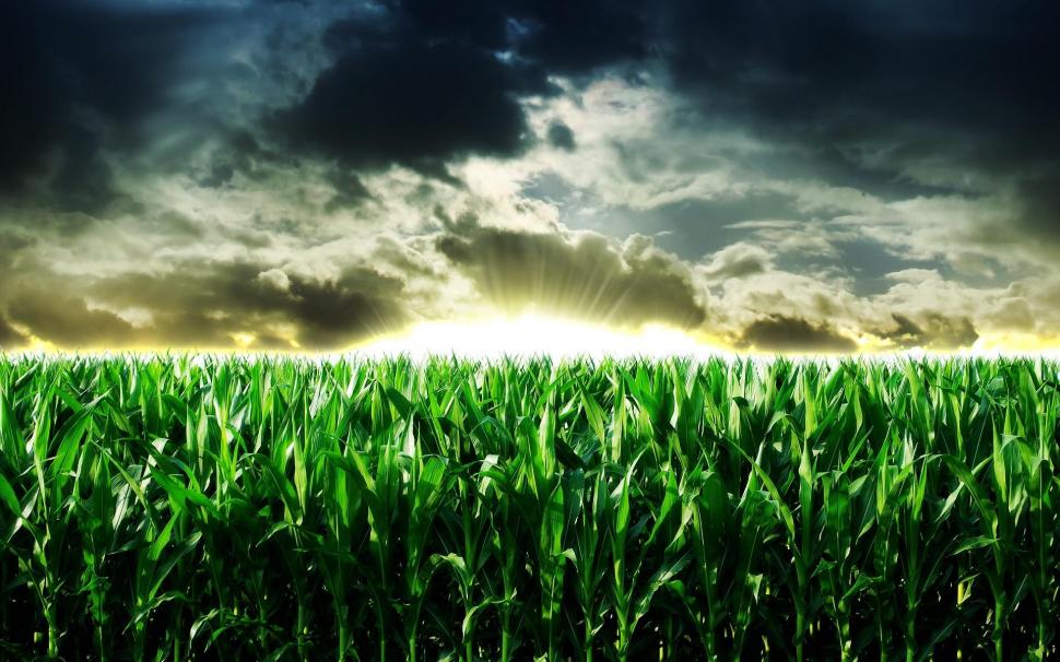 Sunrise On The Cornfield Wallpaper - Corn Field , HD Wallpaper & Backgrounds