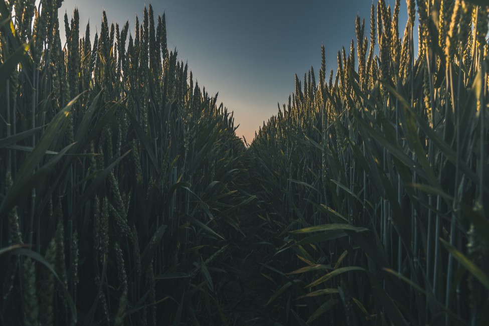 Photo Of Corn Field - Wallpaper , HD Wallpaper & Backgrounds