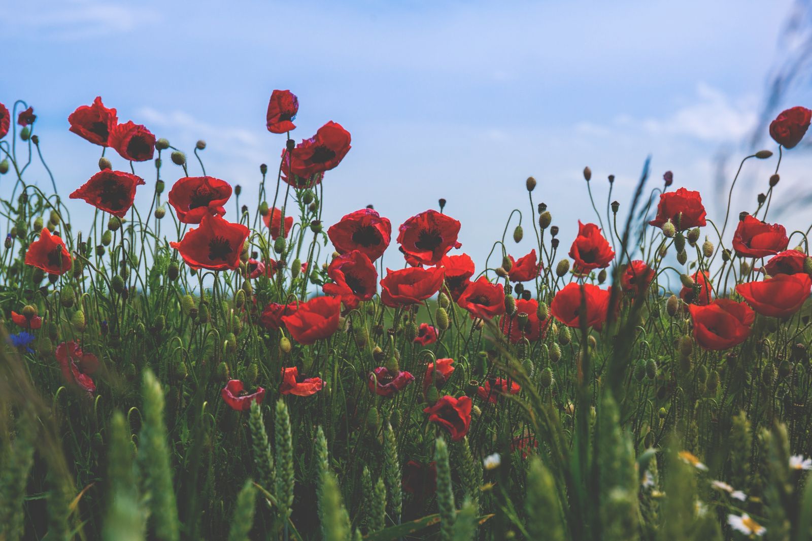 Nature Outdoors Grass Flora Flowers Bloom Blossom Field - Poppy Iphone , HD Wallpaper & Backgrounds