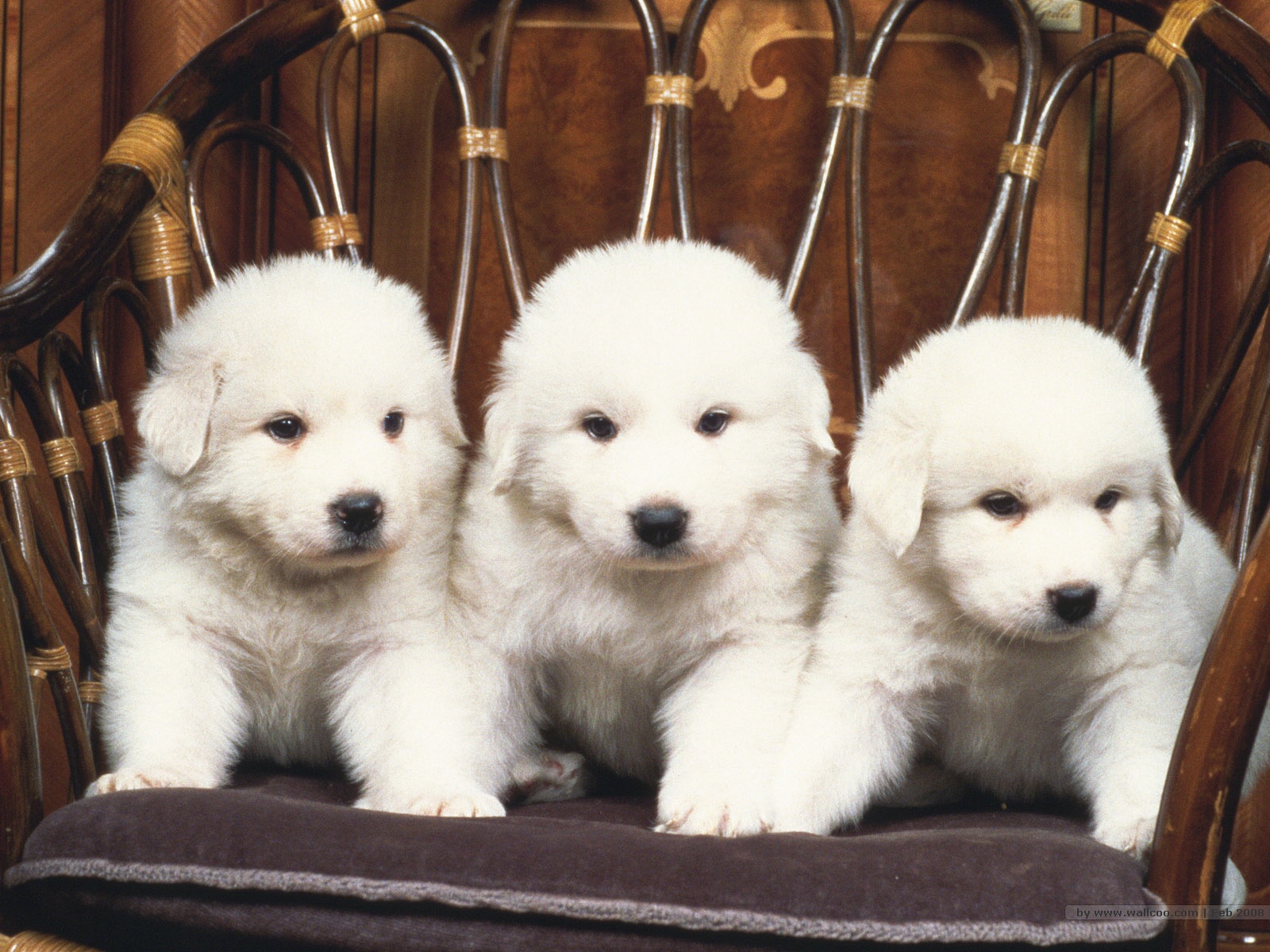 Dog Grand Pyrenees Puppies , HD Wallpaper & Backgrounds