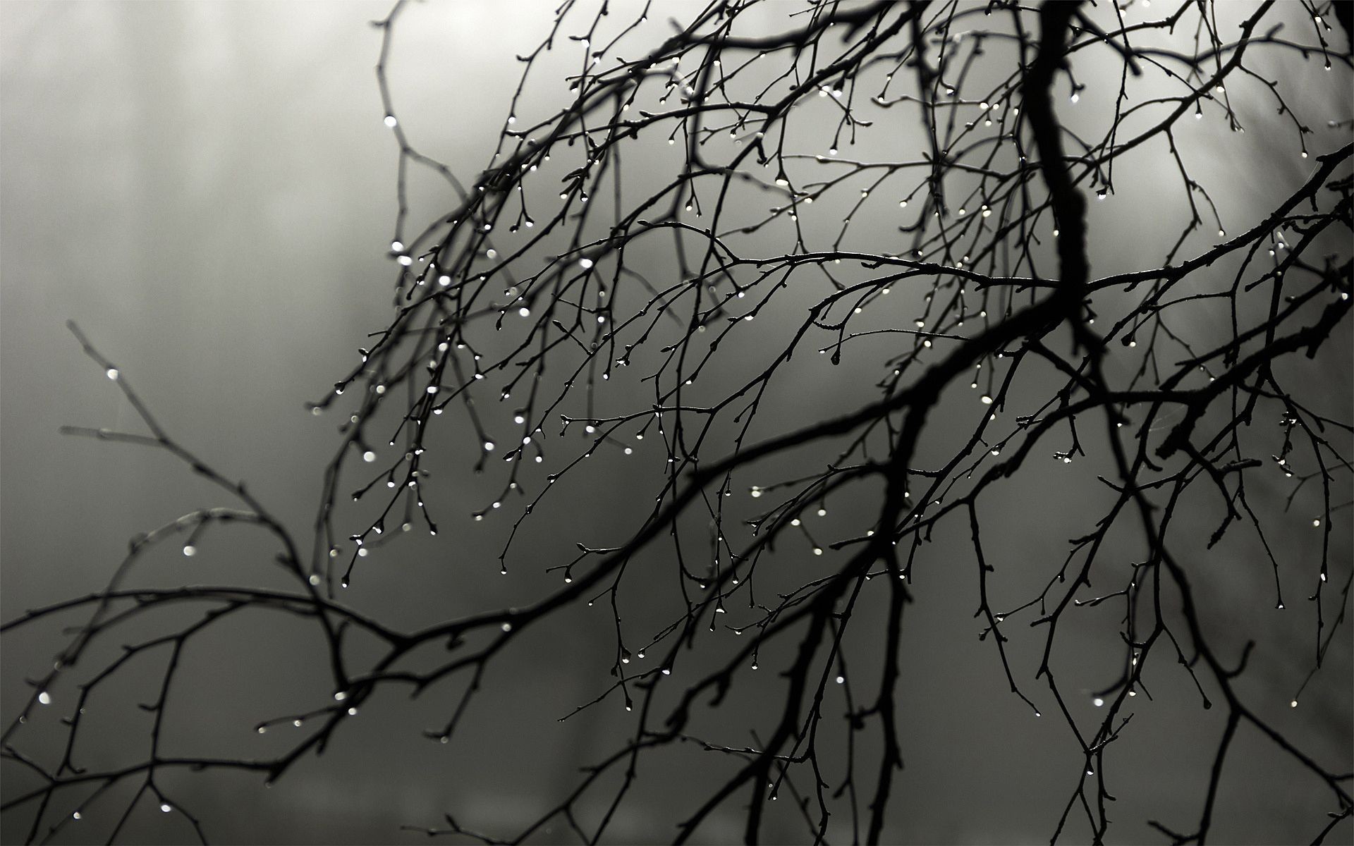 Preview Wallpaper Sea, Rain, Drops, Splashes, Ripples, - Black And White Rainy Day , HD Wallpaper & Backgrounds