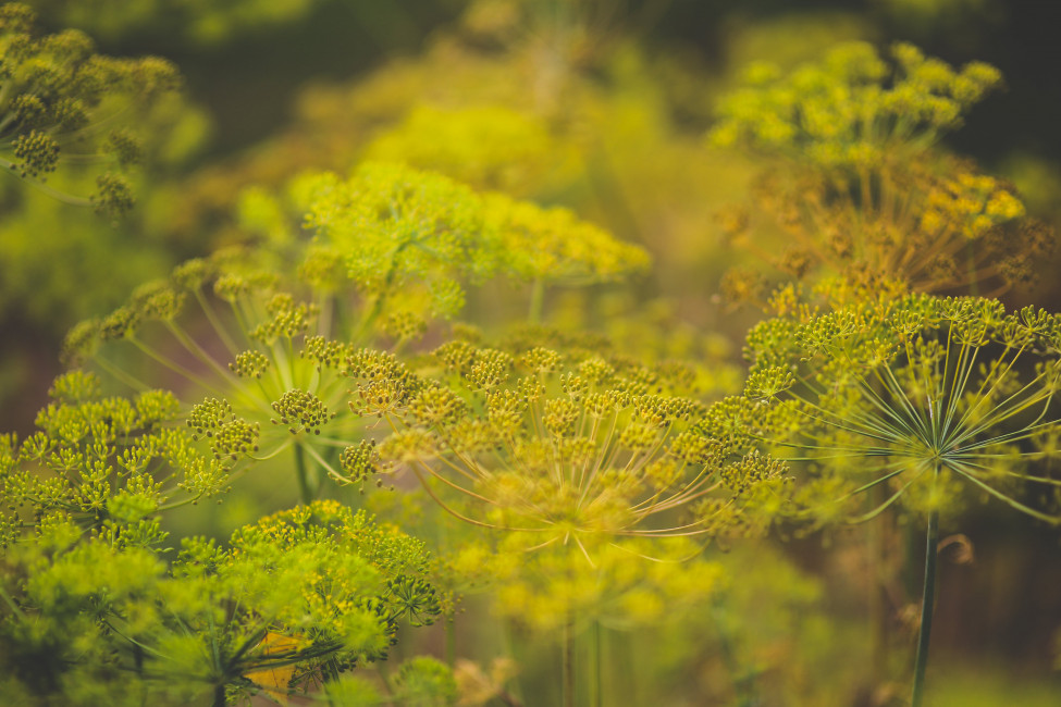 Free Stock Photo, Image, Wallpaper - Dill Blomst , HD Wallpaper & Backgrounds