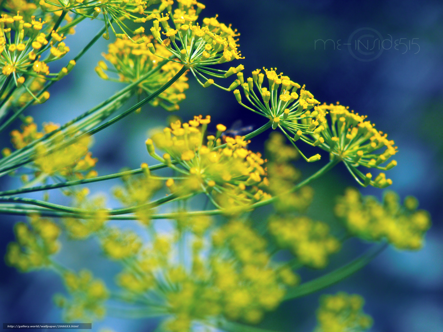 Download Wallpaper Dill, Color, Background Free Desktop - Cow Parsley , HD Wallpaper & Backgrounds